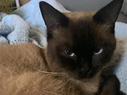 Gato raça SRD-ViraLata idade 2 anos nome Apólo