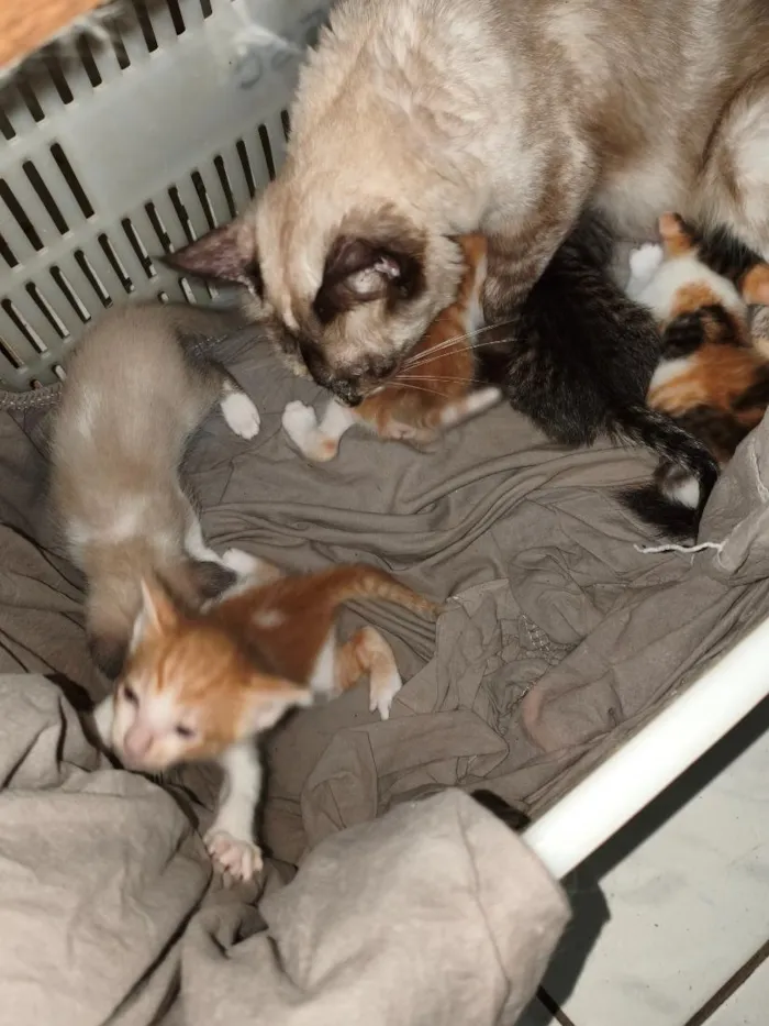 Gato raça SRD-ViraLata idade Abaixo de 2 meses nome sem nome ainda 