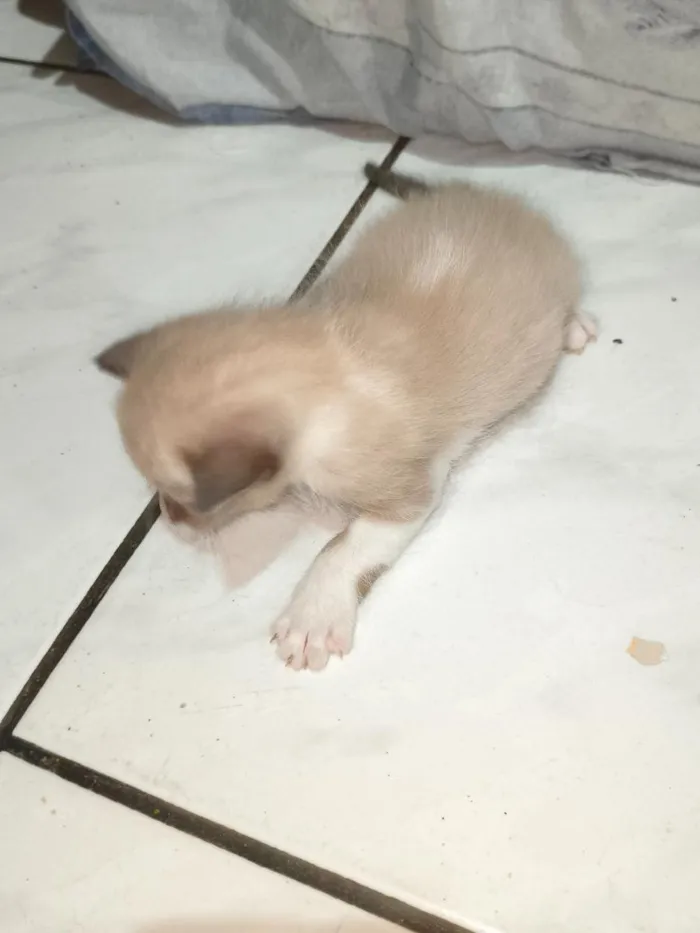 Gato raça SRD-ViraLata idade Abaixo de 2 meses nome sem nome ainda 
