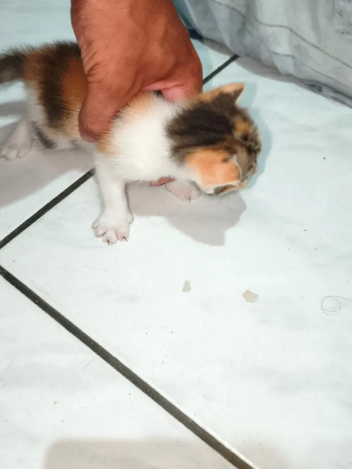 Gato raça SRD-ViraLata idade Abaixo de 2 meses nome sem nome ainda 