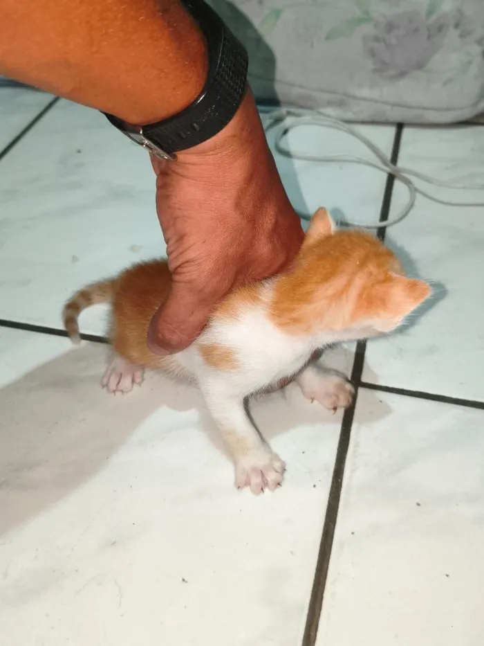 Gato raça SRD-ViraLata idade Abaixo de 2 meses nome sem nome ainda 