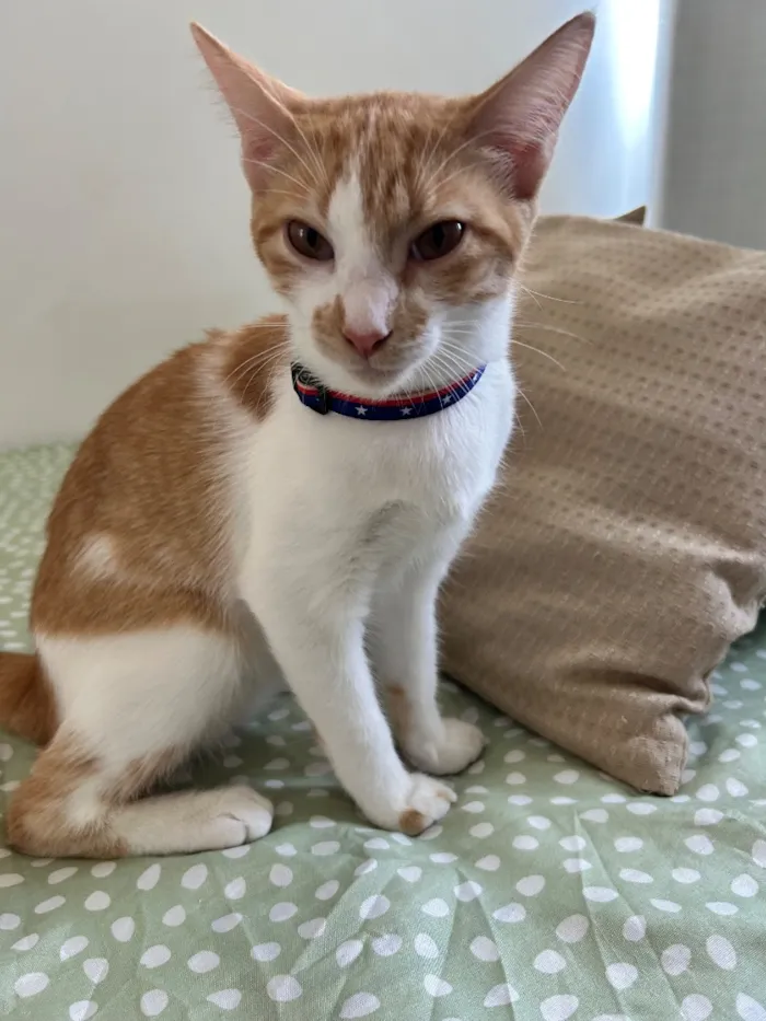 Gato raça SRD-ViraLata idade 7 a 11 meses nome Pitty