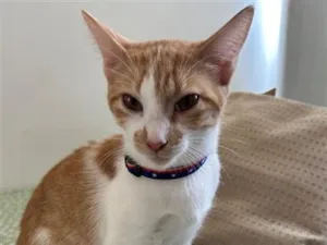 Gato raça SRD-ViraLata idade 7 a 11 meses nome Pitty