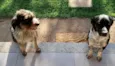 Roma e Aquiles