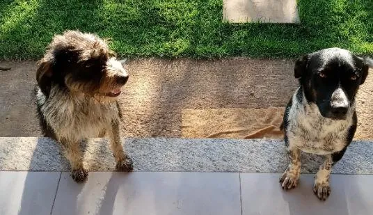 Cachorro raça SRD-ViraLata idade 1 ano nome Roma e Aquiles