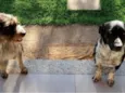 Roma e Aquiles