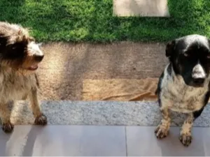 Cachorro raça SRD-ViraLata idade 1 ano nome Roma e Aquiles