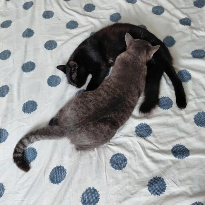 Gato raça SRD-ViraLata idade 2 anos nome Brisa