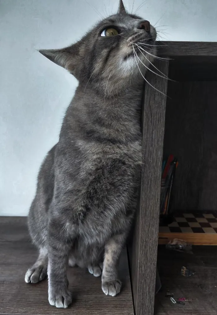 Gato raça SRD-ViraLata idade 2 anos nome Brisa