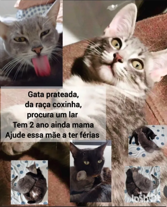 Gato raça SRD-ViraLata idade 2 anos nome Brisa