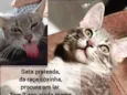 Brisa