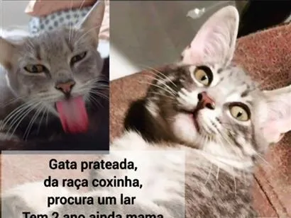 Gato raça SRD-ViraLata idade 2 anos nome Brisa