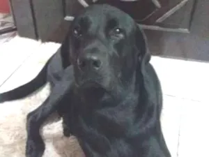 Cachorro raça Labrador idade 4 anos nome Billy 