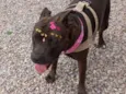 Nala