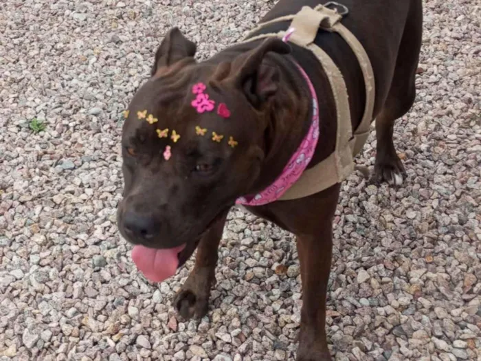 Cachorro raça Pit-Bull idade 1 ano nome Nala