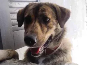 Cachorro raça SRD-ViraLata idade 1 ano nome Rocambole
