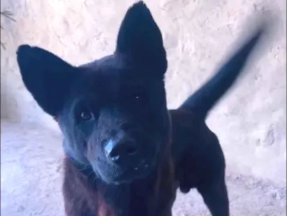 Cachorro raça SRD-ViraLata idade 2 anos nome Poze