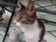 Nala 