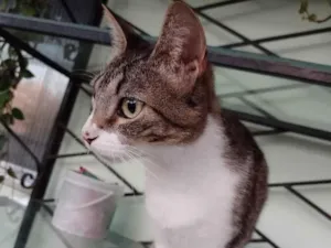 Gato raça SRD-ViraLata idade 2 anos nome Nala 