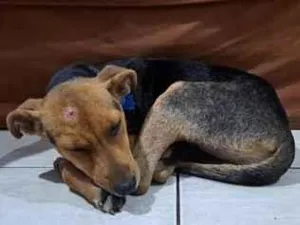 Cachorro raça SRD-ViraLata idade 2 a 6 meses nome Amora