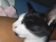 Toji