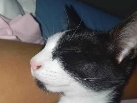 Gato raça SRD-ViraLata idade 2 a 6 meses nome Toji