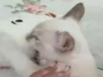 Mel