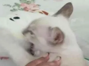 Gato raça SRD-ViraLata idade 2 a 6 meses nome Mel