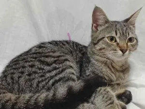 Gato raça SRD-ViraLata idade 2 a 6 meses nome Sem nome