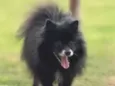 Toby
