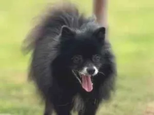Cachorro raça SRD-ViraLata idade 6 ou mais anos nome Toby