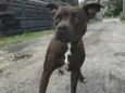 Nala
