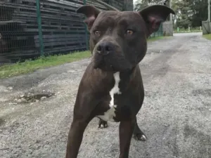 Cachorro raça Pit-Bull idade 1 ano nome Nala
