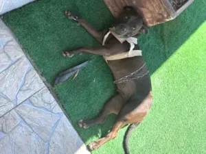 Cachorro raça Pit-Bull idade 1 ano nome Nala