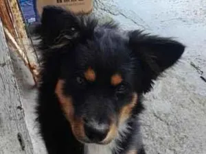 Cachorro raça SRD-ViraLata idade 1 ano nome Spike