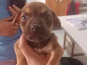Cachorro raça SRD-ViraLata idade Abaixo de 2 meses nome não tem 