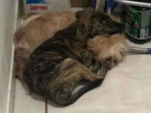Cachorro raça SRD-ViraLata idade 2 a 6 meses nome Amora