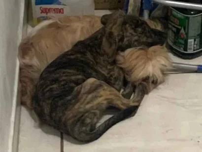 Cachorro raça SRD-ViraLata idade 2 a 6 meses nome Amora