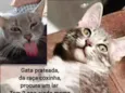 Brisa