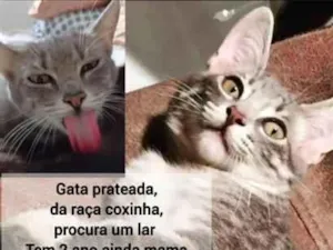 Gato raça SRD-ViraLata idade 2 anos nome Brisa