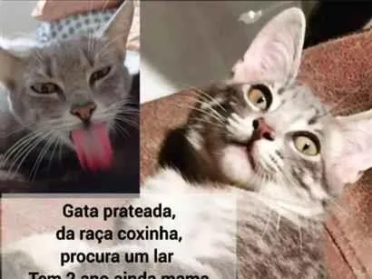 Gato raça SRD-ViraLata idade 2 anos nome Brisa