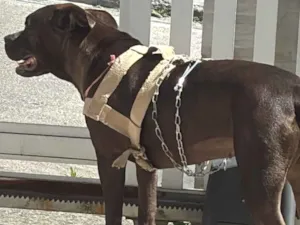 Cachorro raça Pit-Bull idade 1 ano nome Nala