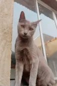 Morgana cinza