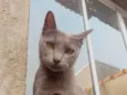 Morgana cinza