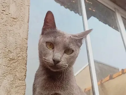 Gato raça SRD-ViraLata idade 1 ano nome Morgana cinza