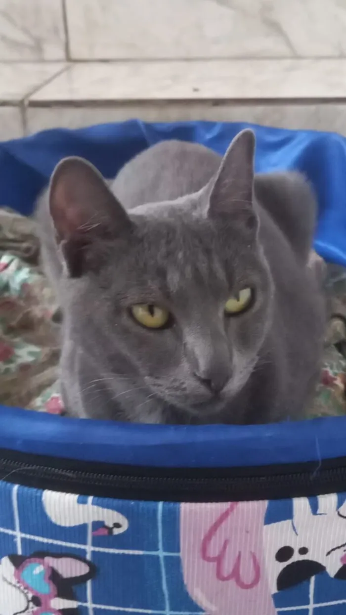 Gato raça SRD-ViraLata idade 1 ano nome Morgana cinza