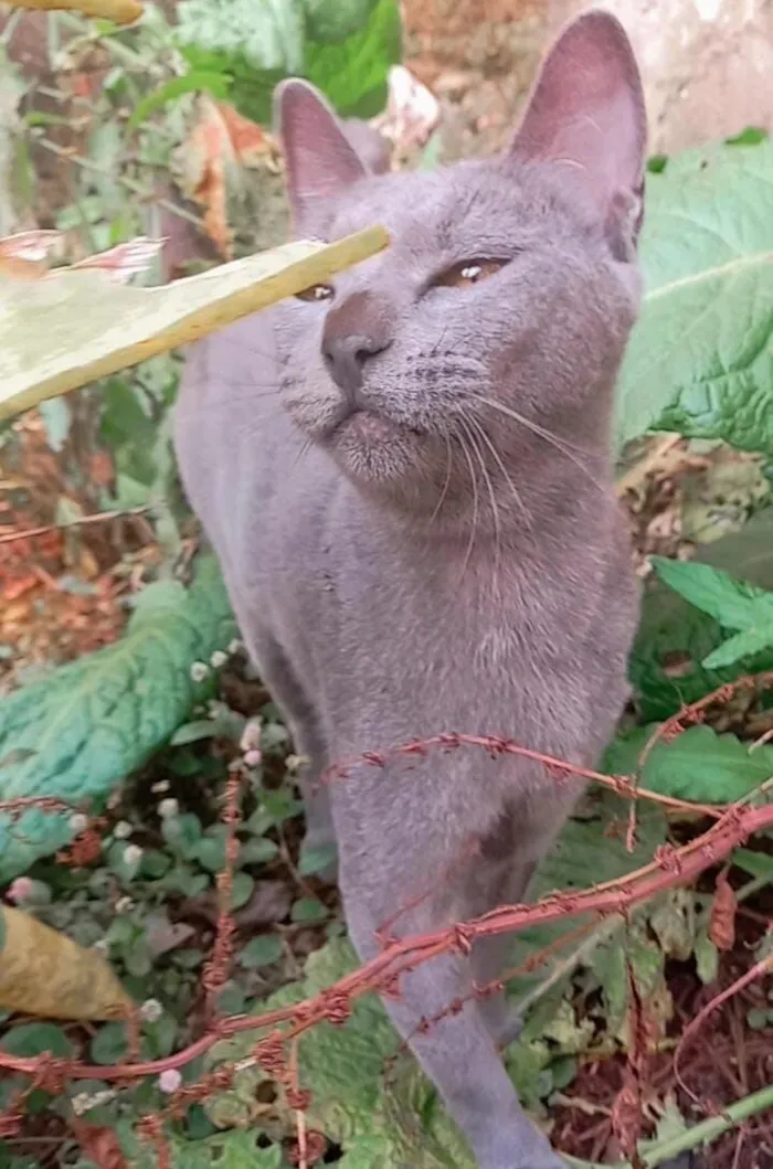 Gato raça SRD-ViraLata idade 1 ano nome Morgana cinza