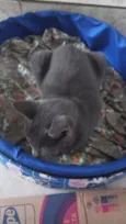 Morgana cinza
