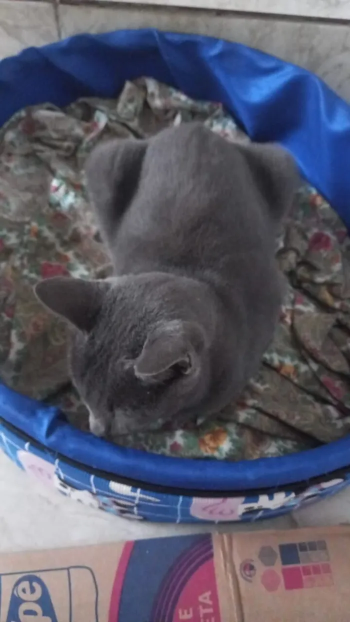 Gato raça SRD-ViraLata idade 1 ano nome Morgana cinza