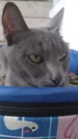 Morgana cinza